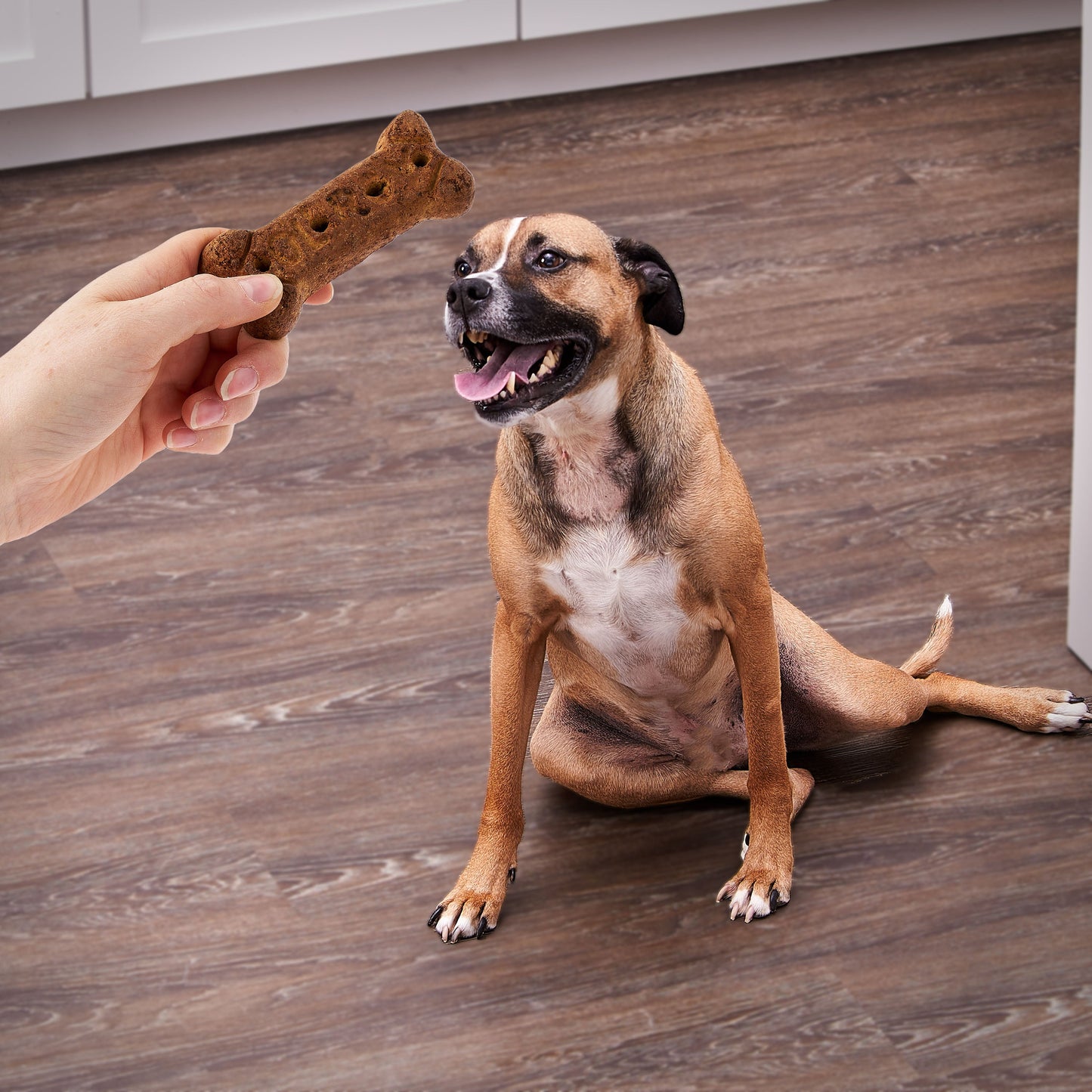 Gravy Meaty Flavored Biscuits Dog Treats
