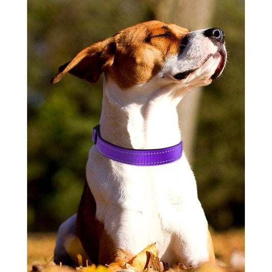 Reflective Dog Collar Small Navy Purple