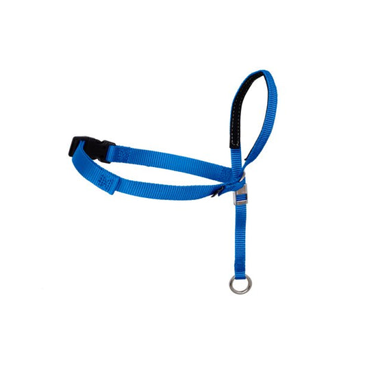 Pet Headcollar in Large Royal Blue