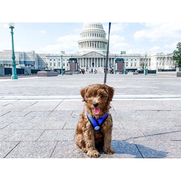 Dog Head Harness Small in Blue