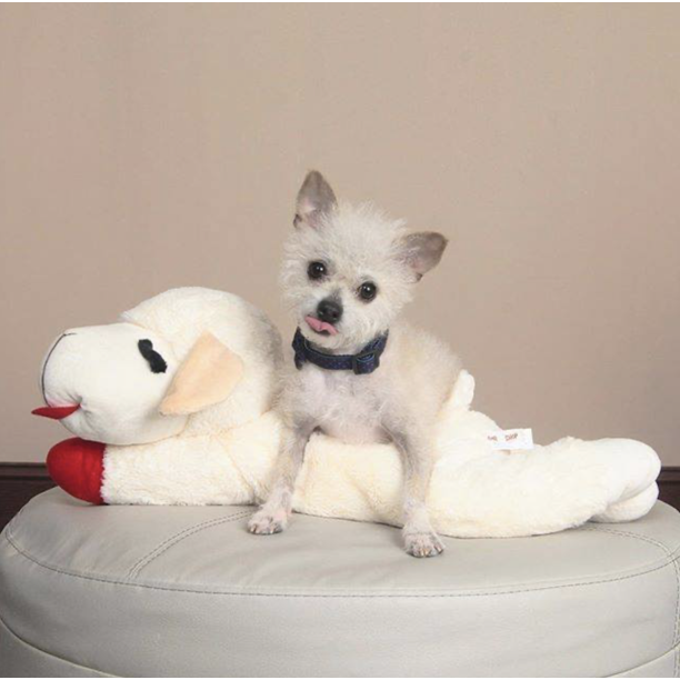 Lamb Chop Plush Dog Toy