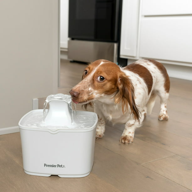 Automatic Pet Fountain with 60 Oz Capacity