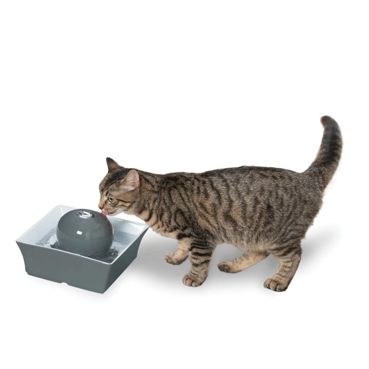 Pet Fountain in 70 oz Gray