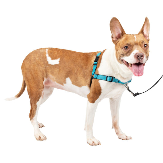 Easy Walk Dog Harness in Medium Ocean Color