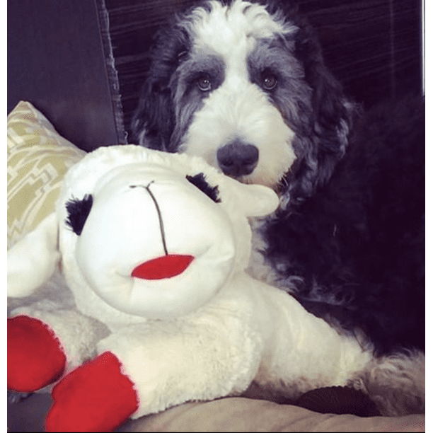 Lamb Chop Plush Dog Toy