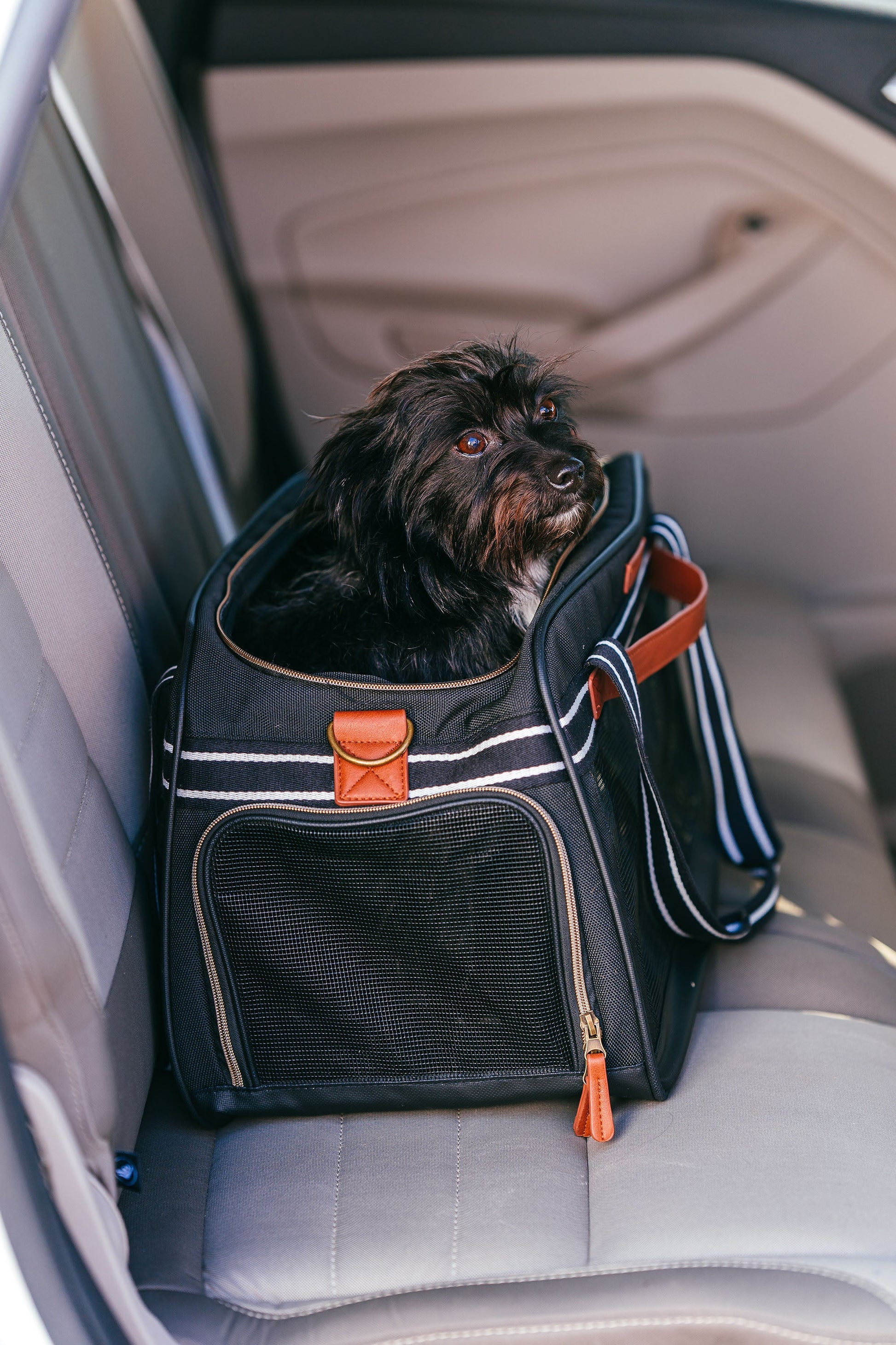Pet Travel Carrier in Black and Tan 17 x 10.5 x 11in - Pets R Family