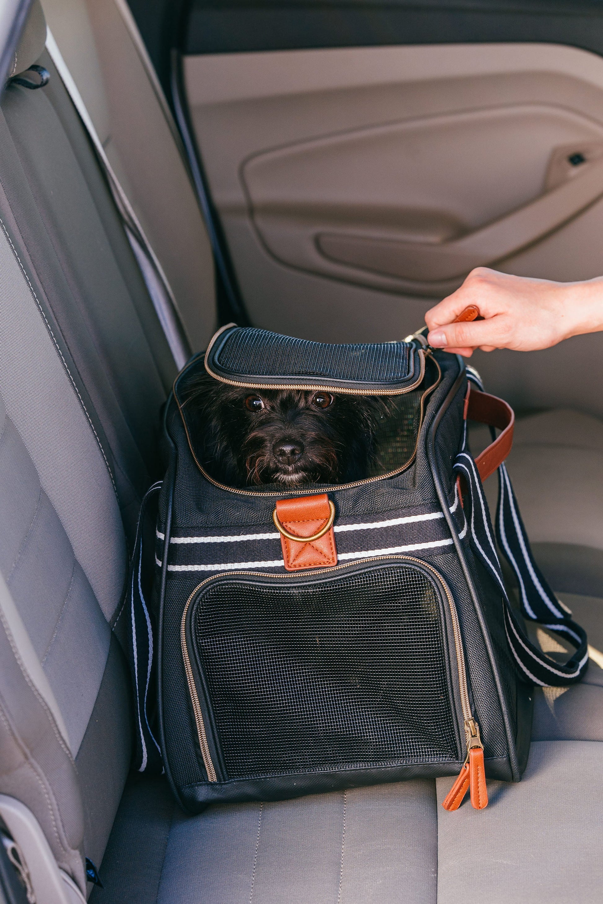 Pet Travel Carrier in Black and Tan 17 x 10.5 x 11in - Pets R Family