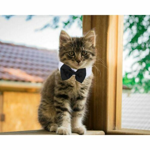 Tie Pet Collar