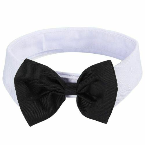 Tie Pet Collar