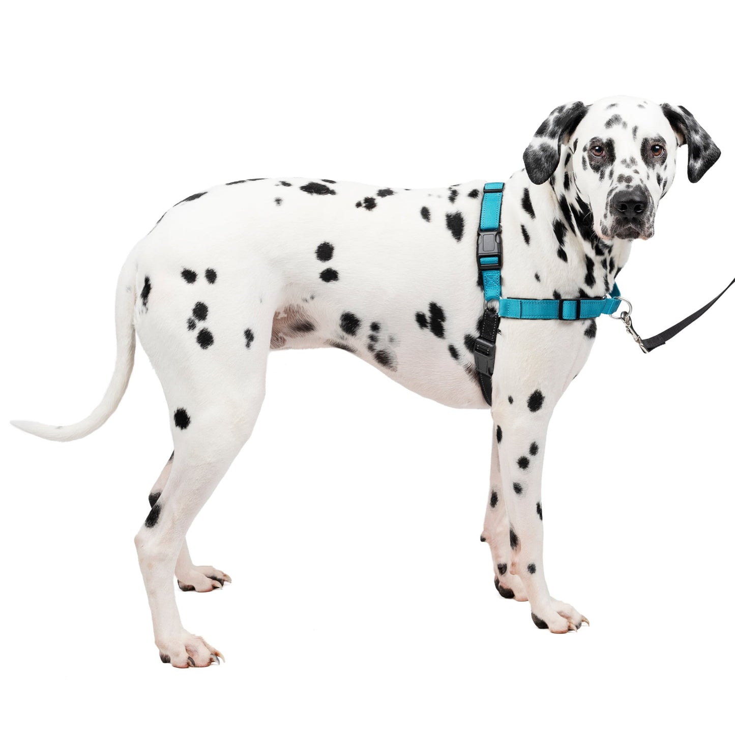 Easy Walk Dog Harness No-Pull Dog Training in Large Ocean Color